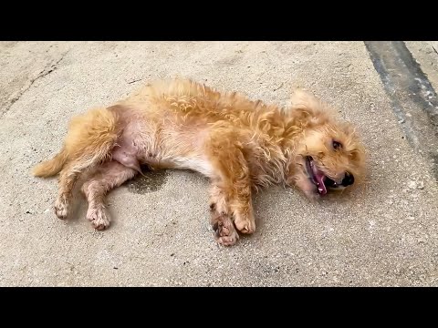 Left in the middle of the road by its owner, the dog collapsed and kept convulsing