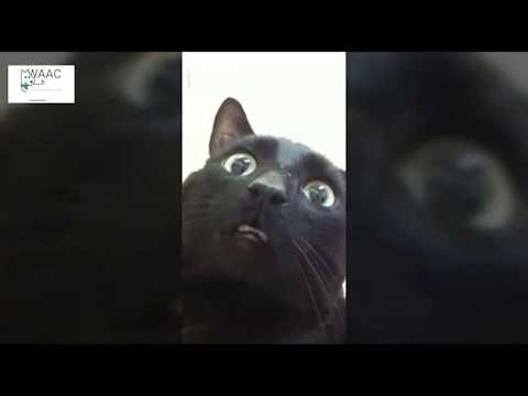 Animals on drugs, When Animals Drink alcohol. Animals are doing what humans do