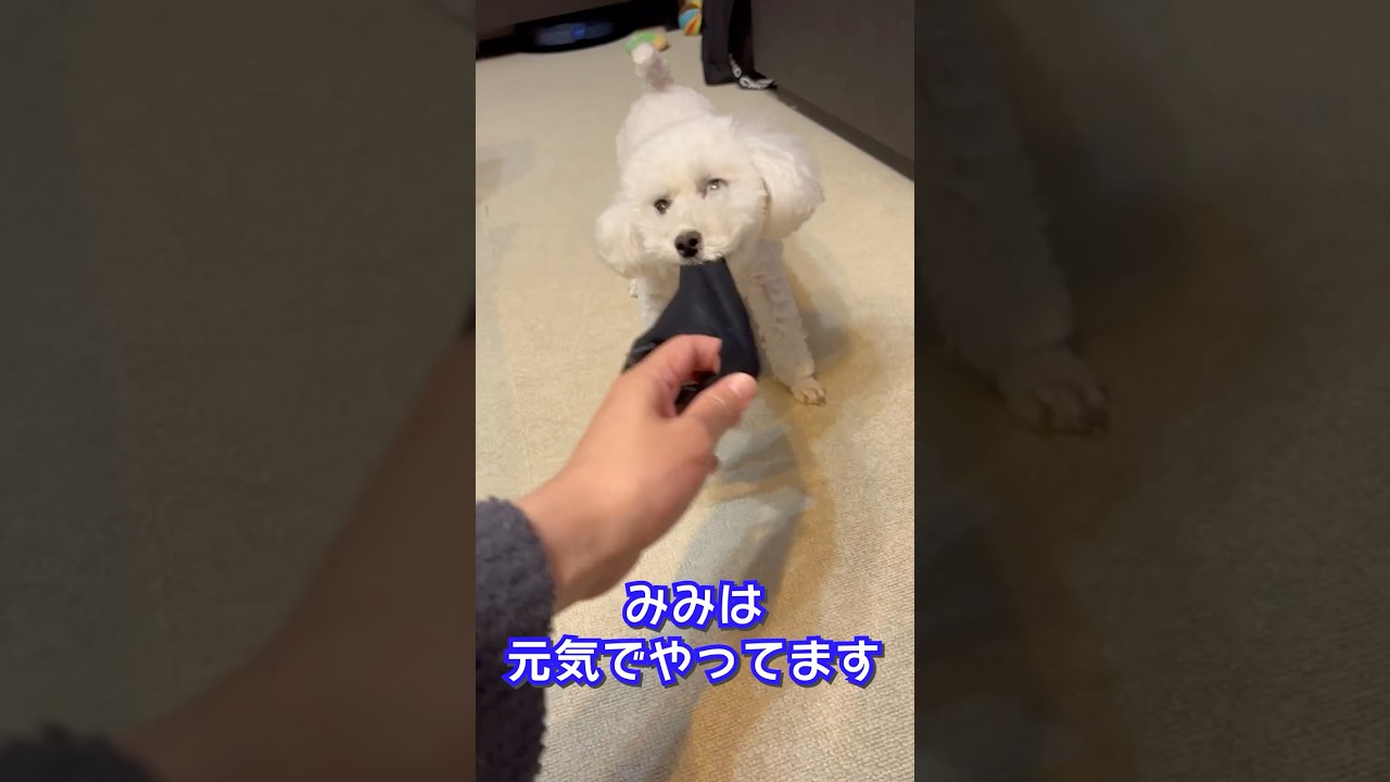愛犬は元気にしてます🐶インターペット行ってきた　#インターペット2025
