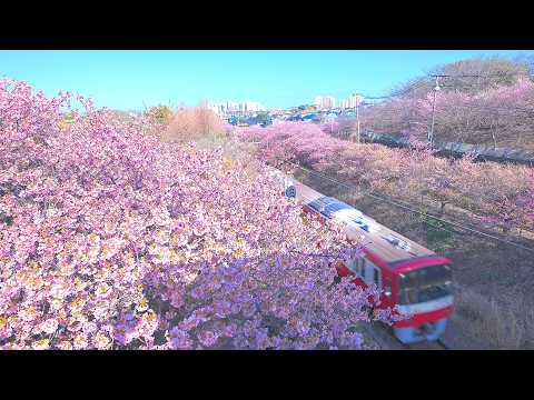 Cherry Blossom Festival 2025 Miura Walking Tour with Early Blooming Kawazu Sakura | Japan | 4K/HDR