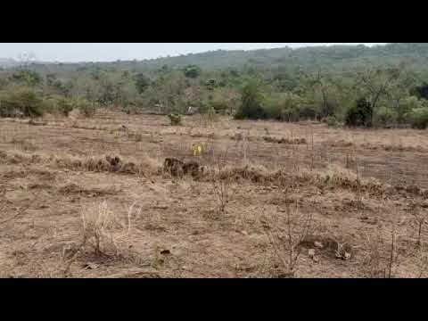 10 Acre Land In Nalephodi, Mangaon