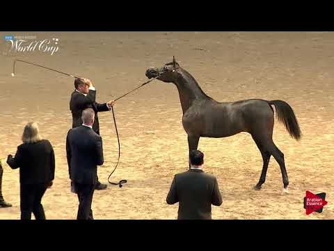 N.203 JULIETTE AL SAHRAE - LAS VEGAS 2019 - Arabian World Cup Junior Fillies (Class 111C).mp4