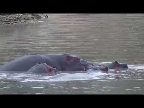Djuma: Hippos and also resting Waterbuck bull - 13:30 - 08/16/2023
