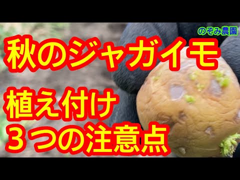  8月にジャガイモを植える：さまざまな技術と方法は何ですか？  庭園