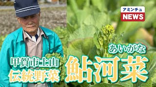 【アミンチュニュース】甲賀市土山の伝統野菜　鮎河菜（あいがな）