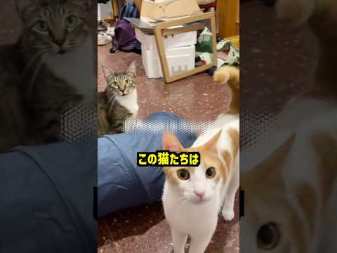 天才な方の猫がバカにされた理由🐱