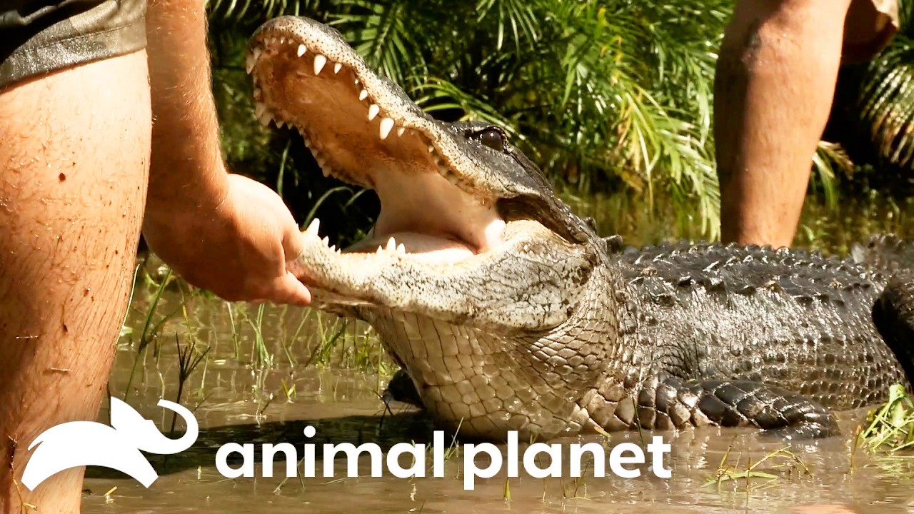 Deadly Gator HIDES in Plain Sight! | Gator Boys | Animal Planet
