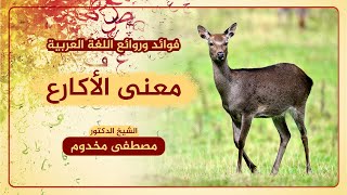 معنى الأكارع | الشيخ د. مصطفى مخدوم | فوائد وروائع اللغة العربية image