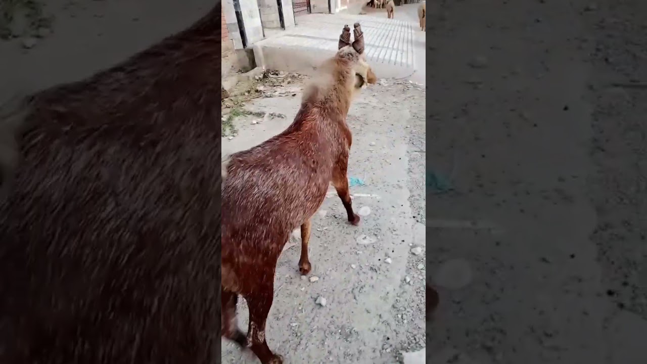 A Goat With Curved Horns|#shortsyoutube #shortsfeed #babyanimal #shortvideo #germanshepherd #0020409