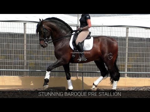 Advanced Andalusian PRE Stallion 2015 - 1,74 cm (#MP695)