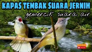 Download lagu Kapas tembak gacor gemercik air untun masteran mp3