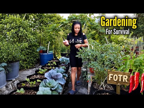 Daily Gardening for Family's Food Security: Year-Round Organic Tips