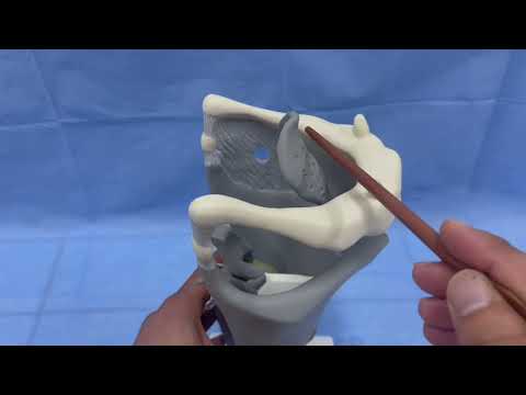 ANATOMIE FMPM LARYNX