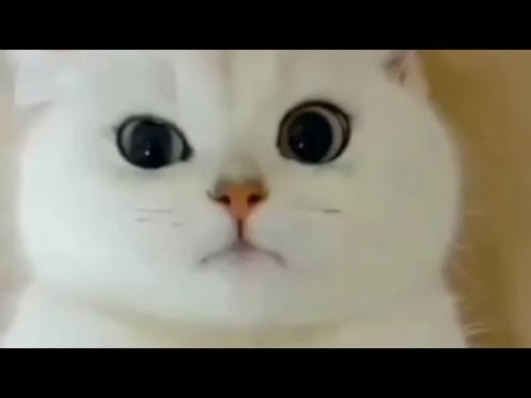 funny cats playing games 🤣🤣🤣