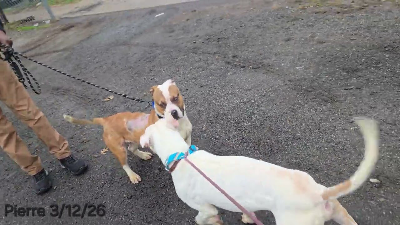 Enlarge Pierre, a ADOPTABLE Pit Bull Terrier in Trenton, NJ video 3/3