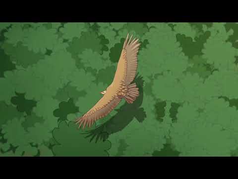 Kiss the Sky- A Rocky Mountain Song (Lynsey Ward- Original Song- Official Video)