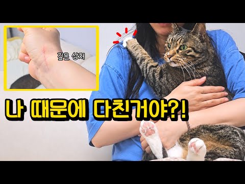 4년 만에 처음으로 집사를 다치게 한 고양이의 놀라운 행동 (내가 미안ㅠㅠ) : 호동이 IBD치료 근황
