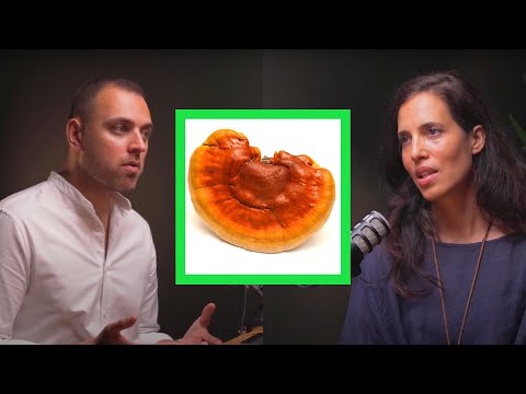 Medicinal Mushrooms: The Reason They're Effective