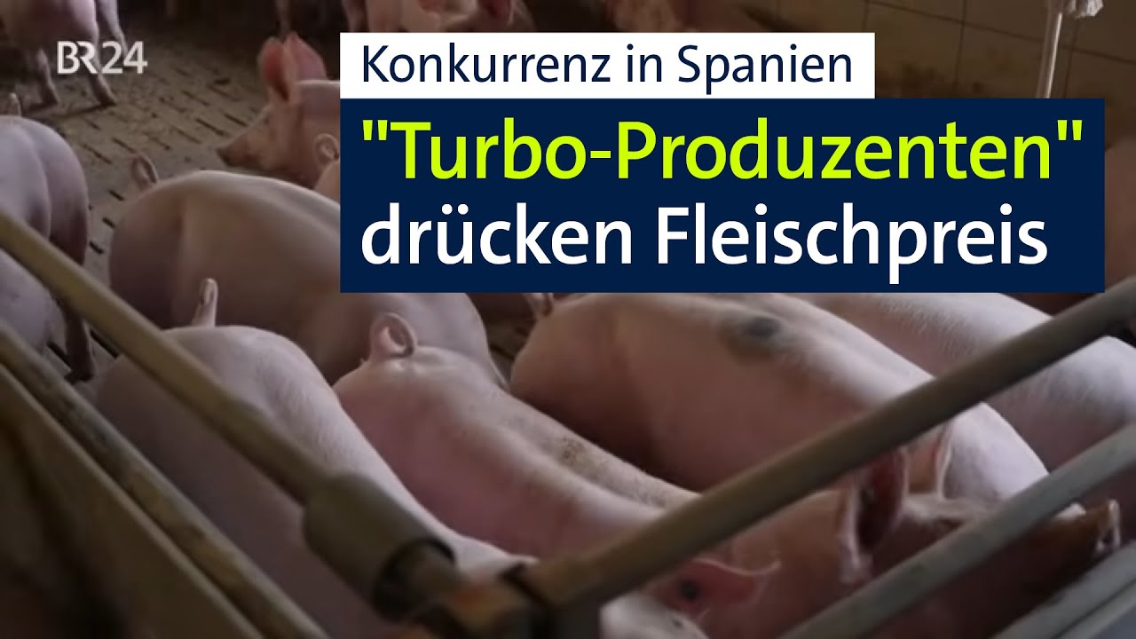 Konkurrenz aus Spanien drückt Preis für Schweinefleisch | Abendschau | BR24