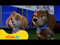 Patrulha Canina Melhores Momentos Da 9ª Temporada De Patrulha Canina Parte 1 Nick Jr