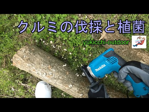 クルミの木の伐採:こうやって行われます 植物