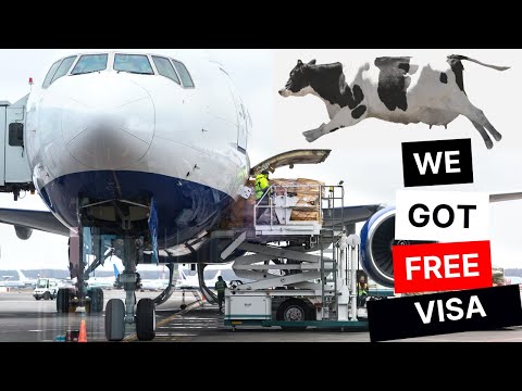 How to export millions of Pigs, Sheeps ,cows - Modern Transport Technology by aircraft and big ship.