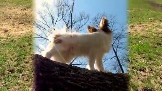Percy the Papillon Dog: I Go For a Walk!