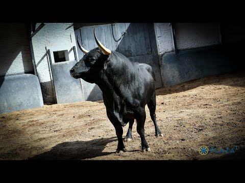 SORTEO | Corrida toros 9 julio, Román Sorando