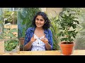 Time To Grow Tomato Garden Up Basics Ep 27