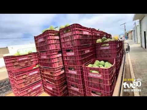 COM PRODUÇÃO DE 40 MIL TONELADAS, PRESIDENTE DUTRA PROMOVE FESTA DA PINHA | 10/04/2026
