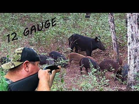 WILD HOG HUNTING with 12 GAUGE SHOTGUN!