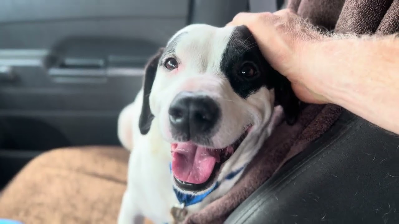 Snoopy, a ADOPTABLE mixed breed in Quincy, MI video 5/5