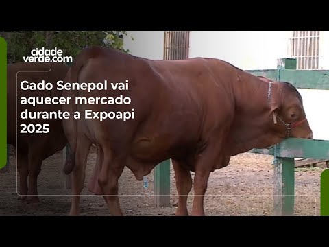 Gado Senepol vai aquecer mercado durante a Expoapi 2025