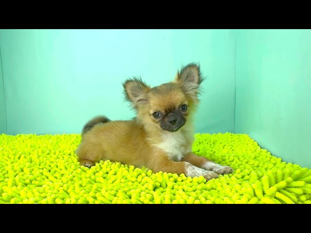 (子犬) 犬種:チワワ・ロングコート 女の子 ブリーダー マロニエケンネル MARRONNIER KENNEL k3811の画像