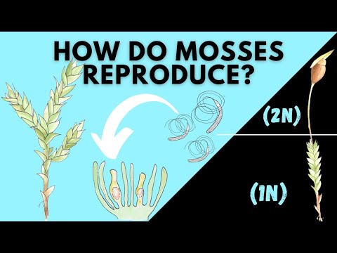 Learn How Mosses Reproduce | Bryophyta Life Cycle