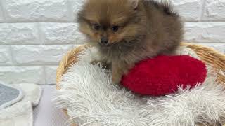 ポメラニアンの動画01