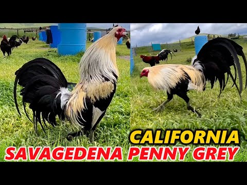 Penny Grey Asil SAVAGEDENA FARM Kalifornien