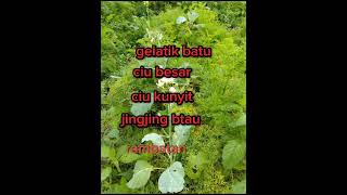 Download lagu suara pikat burung abringan berkoloni kombinasi burung hutan 10%ampuh mp3 Download lagu suara pikat burung abringan berkoloni kombinasi burung hutan 10%ampuh mp3