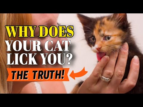 😺WHY Does Your Cat Lick You? Discover The Truth