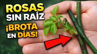 COMO PLANTAR ROSAS SIN RAÍZ, REPRODUCTION OF ROSES super easy