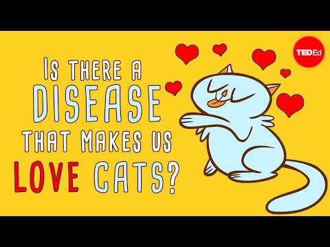 Is there a disease that makes us love cats? - Jaap de Roode