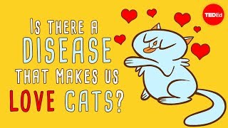 Is there a disease that makes us love cats? – Jaap de Roode