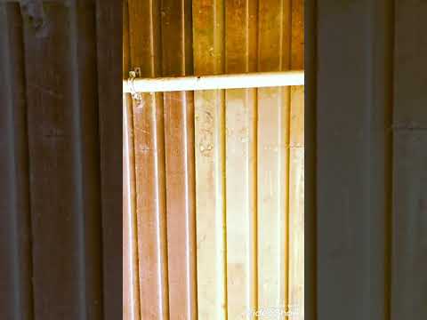 Taim u wish lo kamap Tati mangi PNG...