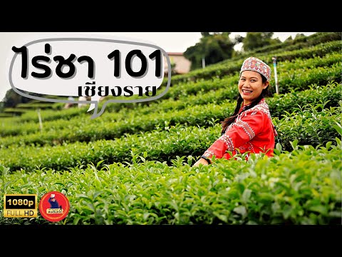 101 Tea Plantation