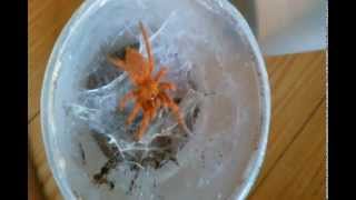 Orange baboon tarantula (Pternochilos Murinus) RCF