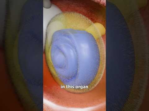 How Hearing Works 🤔 Surgeon Reacts