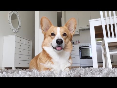 THE AMAZING SPIDER-CORGI - Topi the Corgi