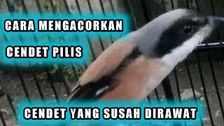 Download lagu how to care for a long-tailed shrike so that it sings well mp3