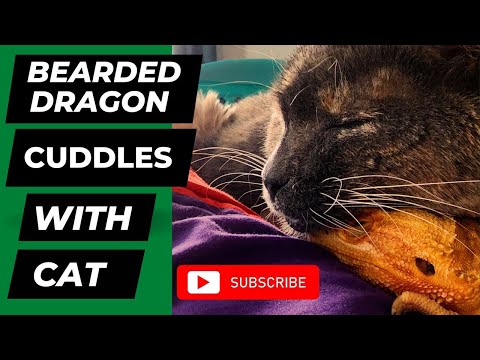Bearded Dragon Cuddles With Cat