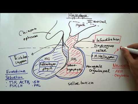Das Hormonsystem des Menschen - die endokrinen Organe